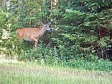 Deer_083110_1740hrs