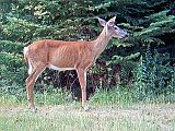 Deer_083110_1747hrs