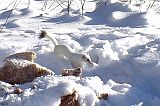 Ermine_123010_0949hrs