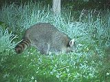 Raccoon_072910_2236hrs