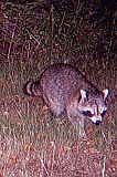 Raccoon_092210_0125hrs