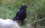 Raven_091910_0756hrs