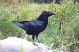 Raven_091910_0818hrs