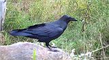 Raven_091910_0940hrs