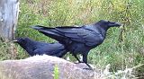 Raven_091910_0941hrs