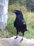 Raven_091910_0950hrs