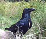 Raven_091910_0958hrs