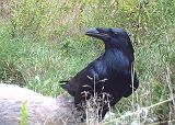 Raven_091910_0959hrs