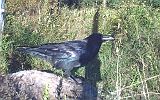 Raven_091910_1743hrs