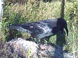 Raven_091910_1747hrs