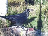 Raven_091910_1751hrs