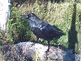 Raven_091910_1754hrs