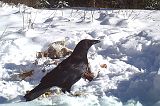 Raven_123010_1127hrs