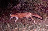 RedFox_092110_0035hrs