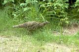 RuffedGrouse_080210_1507hrs