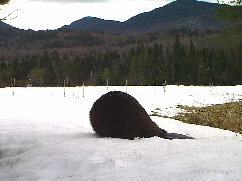 Beaver_031811_1727hrs.jpg - Beaver (Castor canadensis)