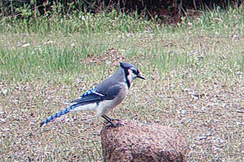 BlueJay_052211.jpg - Blue Jay