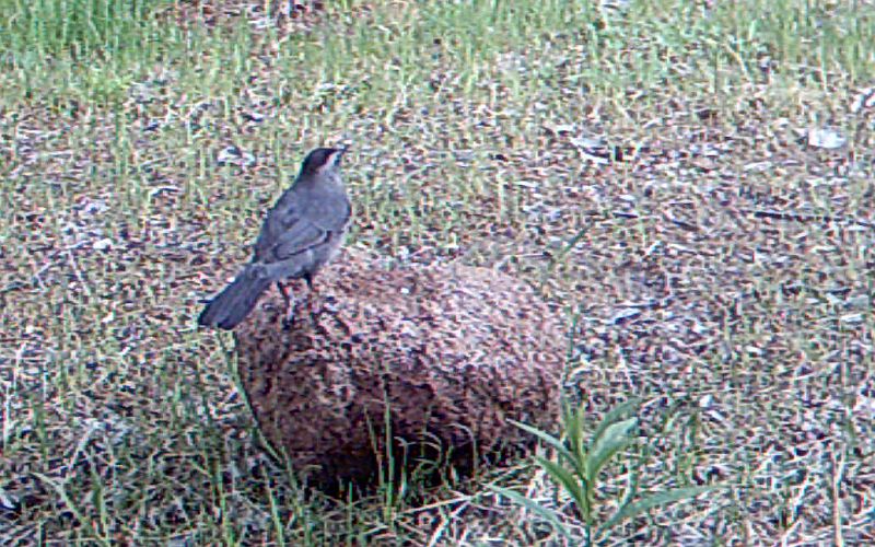 Catbird_052311.jpg - Gray Catbird