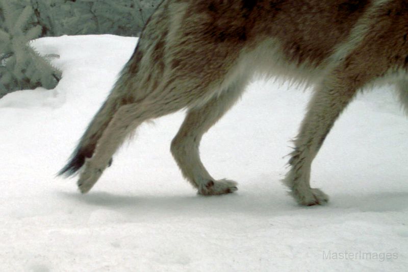 Coyote_033111_0911hrs.jpg - Coyote (Canis latrans) 