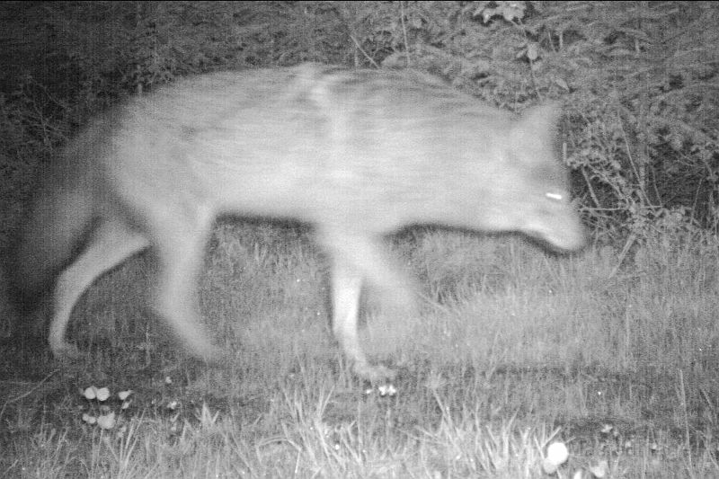 Coyote_052511_0444hrs.jpg - Coyote (Canis latrans) 