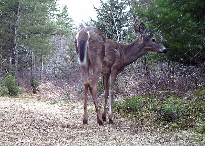 Deer_042911_0759hrs.jpg - White-tailed Deer (Odocoileus virginianus)