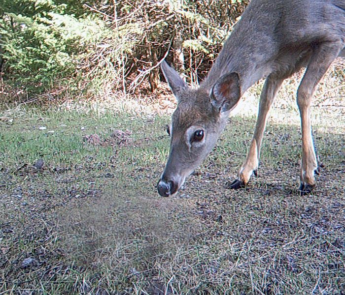 Deer_051311_0738hrs.jpg - White-tailed Deer (Odocoileus virginianus)