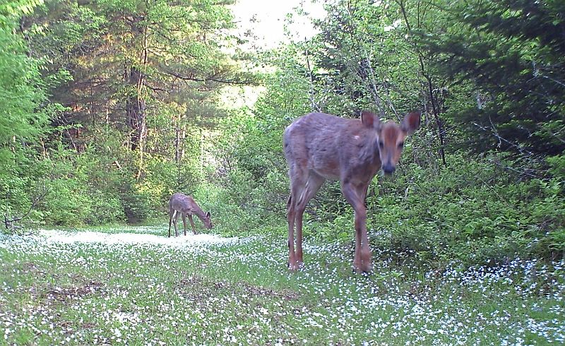 Deer_053111_0626hrs.jpg - White-tailed Deer (Odocoileus virginianus)