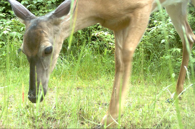 Deer_070111_1214hrs.jpg - White-tailed Deer (Odocoileus virginianus)