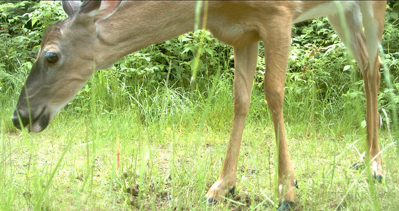 Deer_070111_1217hrs.jpg - White-tailed Deer (Odocoileus virginianus)