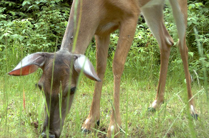 Deer_070111_1220hrs.jpg - White-tailed Deer (Odocoileus virginianus)