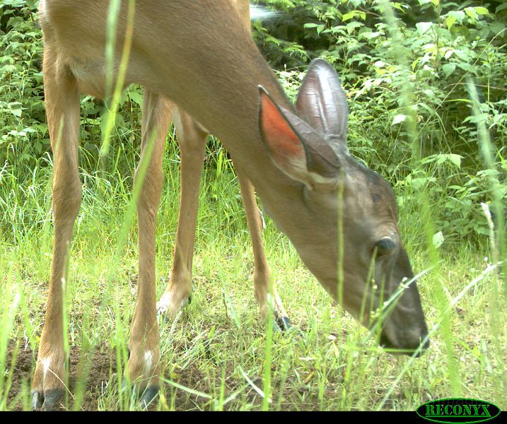 Deer_070111_1238hrs.jpg - White-tailed Deer (Odocoileus virginianus)