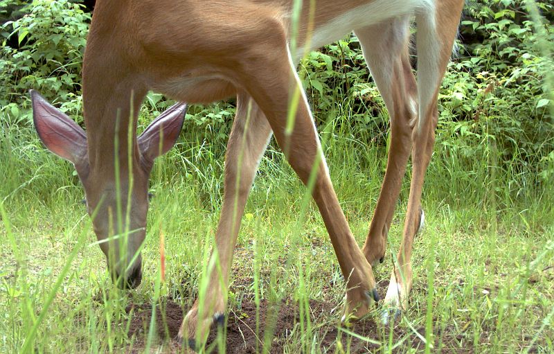 Deer_070111_1241hrs.jpg - White-tailed Deer (Odocoileus virginianus)