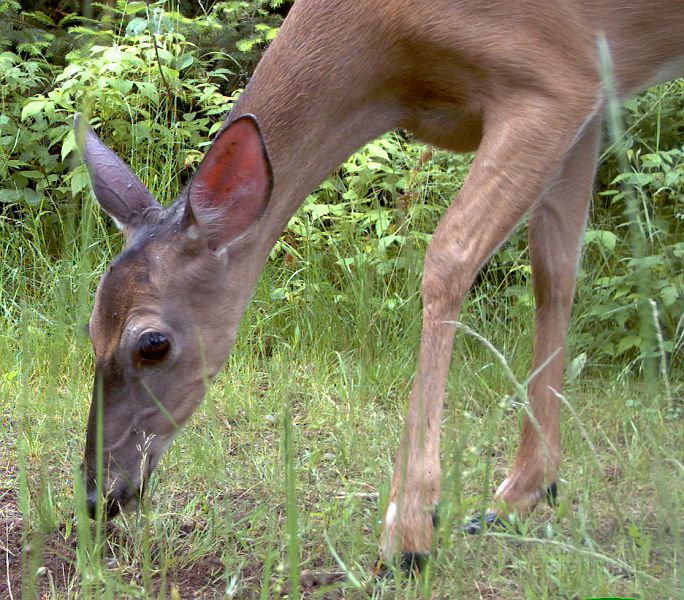 Deer_070311_1019hrs.jpg - White-tailed Deer (Odocoileus virginianus)