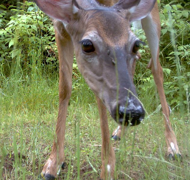 Deer_070311_1021hrs.jpg - White-tailed Deer (Odocoileus virginianus)