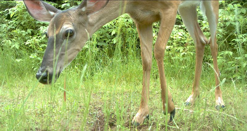 Deer_070311_1027hrs.jpg - White-tailed Deer (Odocoileus virginianus)