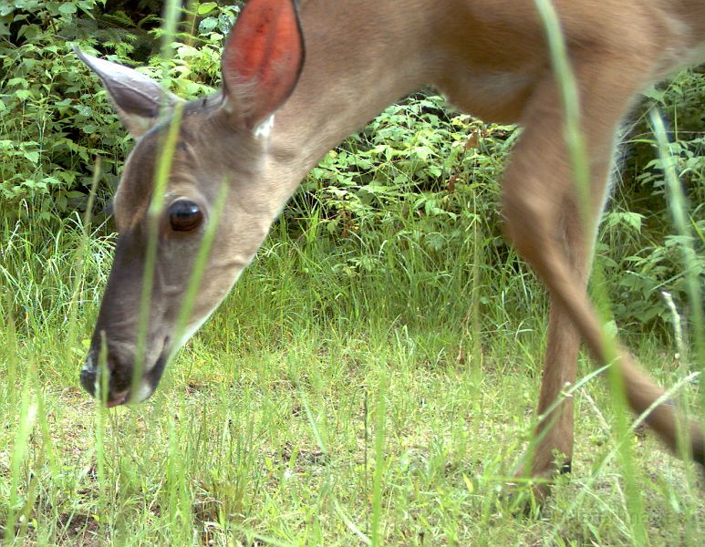 Deer_071111_1209hrs.jpg - White-tailed Deer (Odocoileus virginianus)