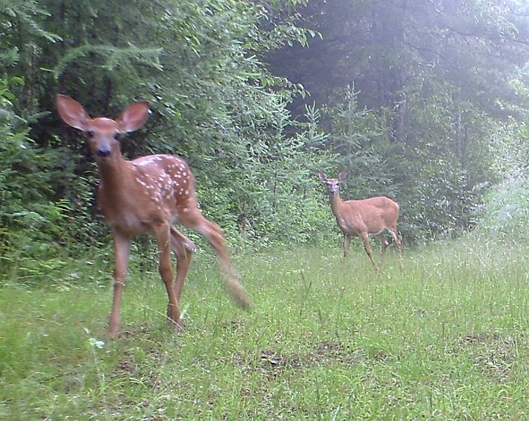 Deer_071311_0718hrs.jpg - White-tailed Deer (Odocoileus virginianus)