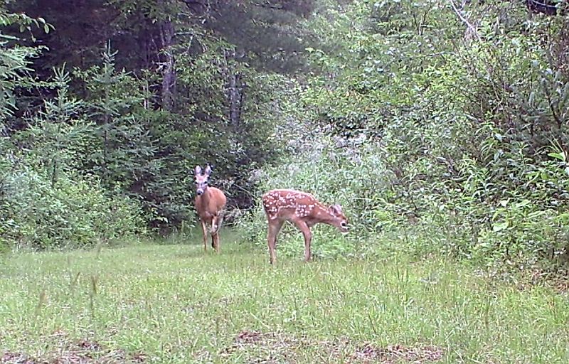 Deer_071411_0835hrs.jpg - White-tailed Deer (Odocoileus virginianus)