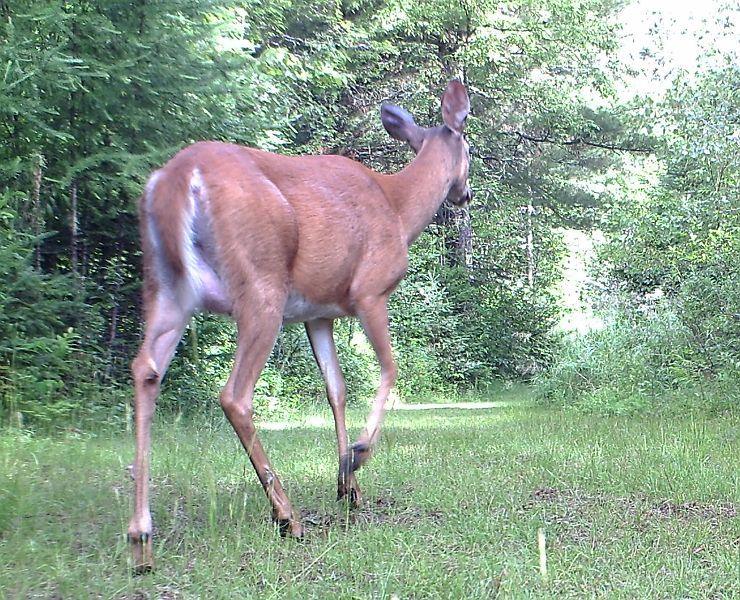 Deer_071411_0845hrs.jpg - White-tailed Deer (Odocoileus virginianus)