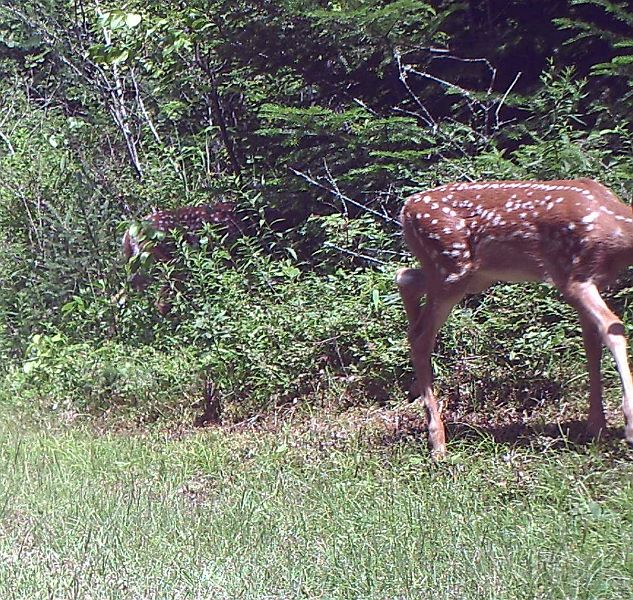 Deer_071511_1228hrs.jpg - White-tailed Deer (Odocoileus virginianus)