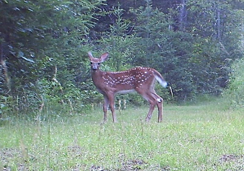 Deer_072011_1957hrs.jpg - White-tailed Deer (Odocoileus virginianus)