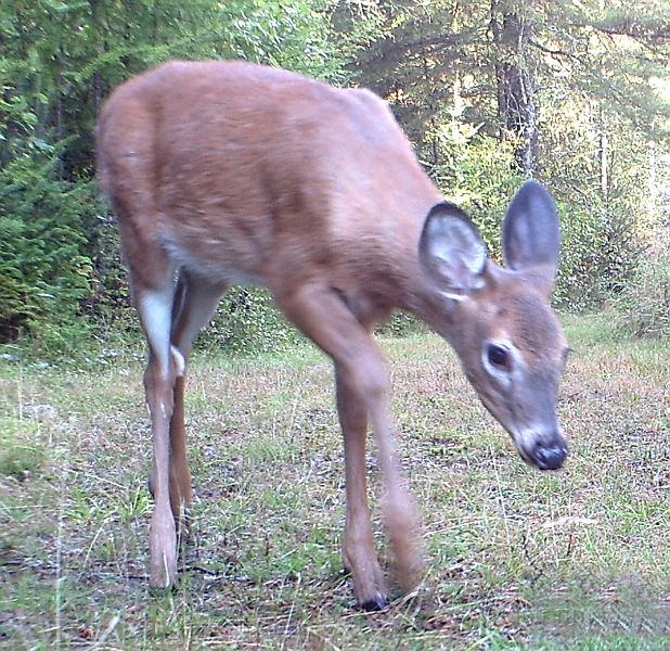 Deer_091411_0729hrs.jpg - White-tailed Deer (Odocoileus virginianus)