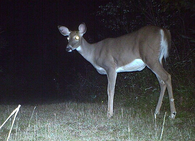 Deer_091411_2255hrs.jpg - White-tailed Deer (Odocoileus virginianus)