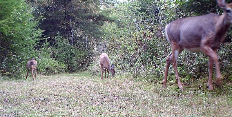 Deer_091611_0725hrs.jpg - White-tailed Deer (Odocoileus virginianus)