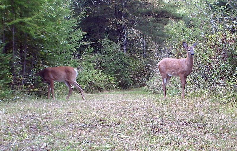 Deer_091611_0726hrs.jpg - White-tailed Deer (Odocoileus virginianus)