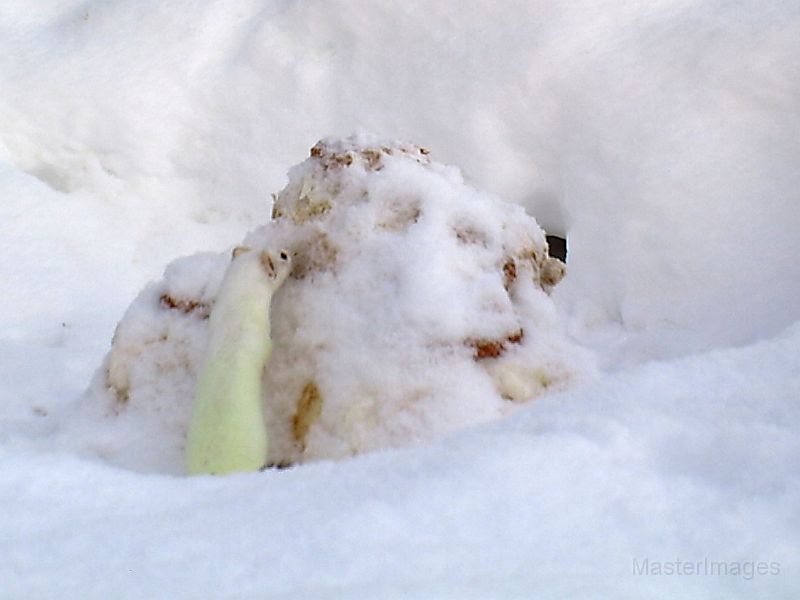 Ermine_012611_1035hrs.jpg - Ermine (Mustela erminea) 