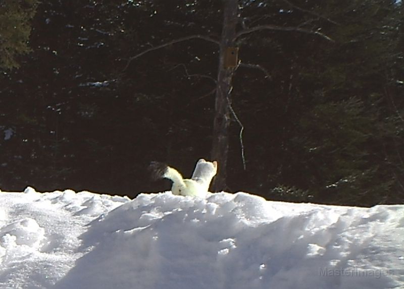 Ermine_031511_0959hrs.JPG - Ermine (Mustela erminea)