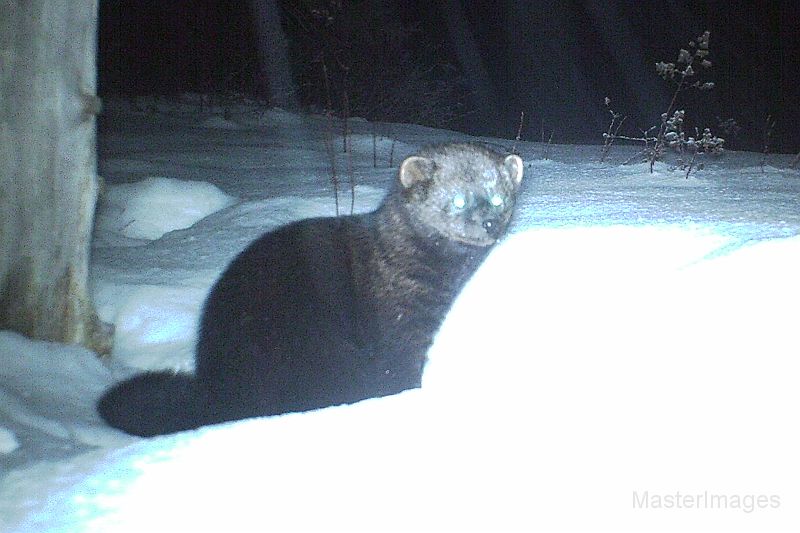 Fisher_011911_0526hrs.jpg - Fisher (Mustela pennanti)