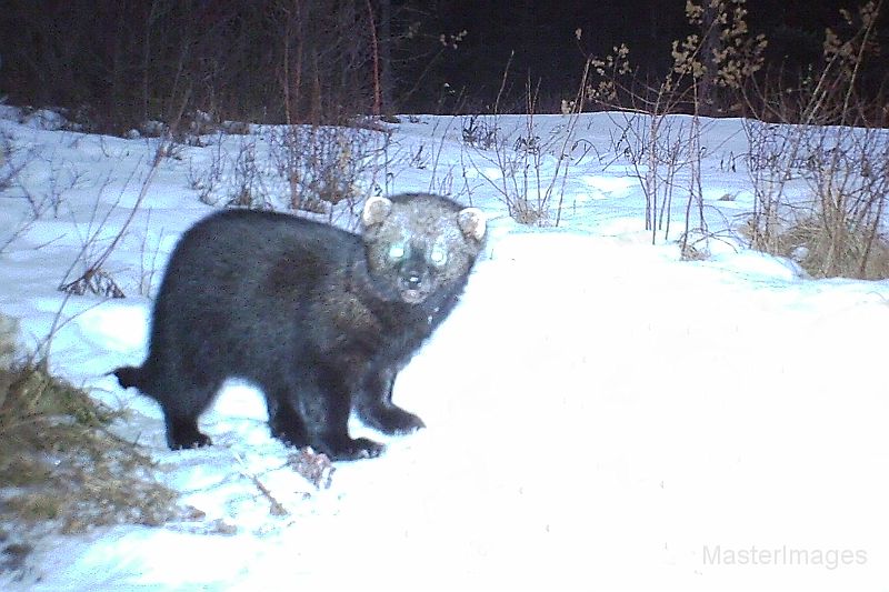 Fisher_012811_0136hrs.jpg - Fisher (Mustela pennanti)