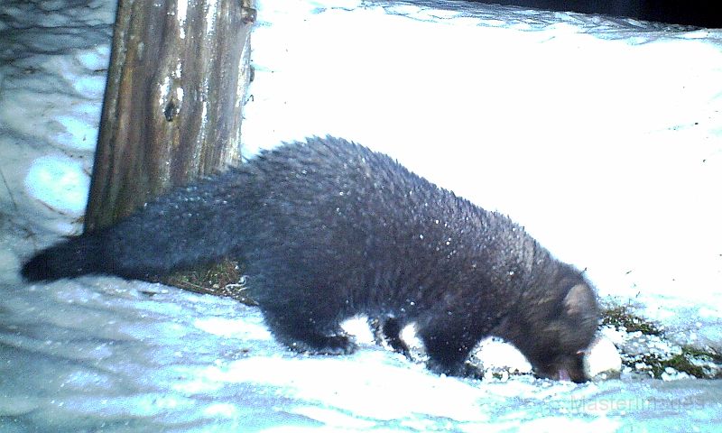 Fisher_030611_0354hrs.jpg - Fisher (Mustela pennanti)